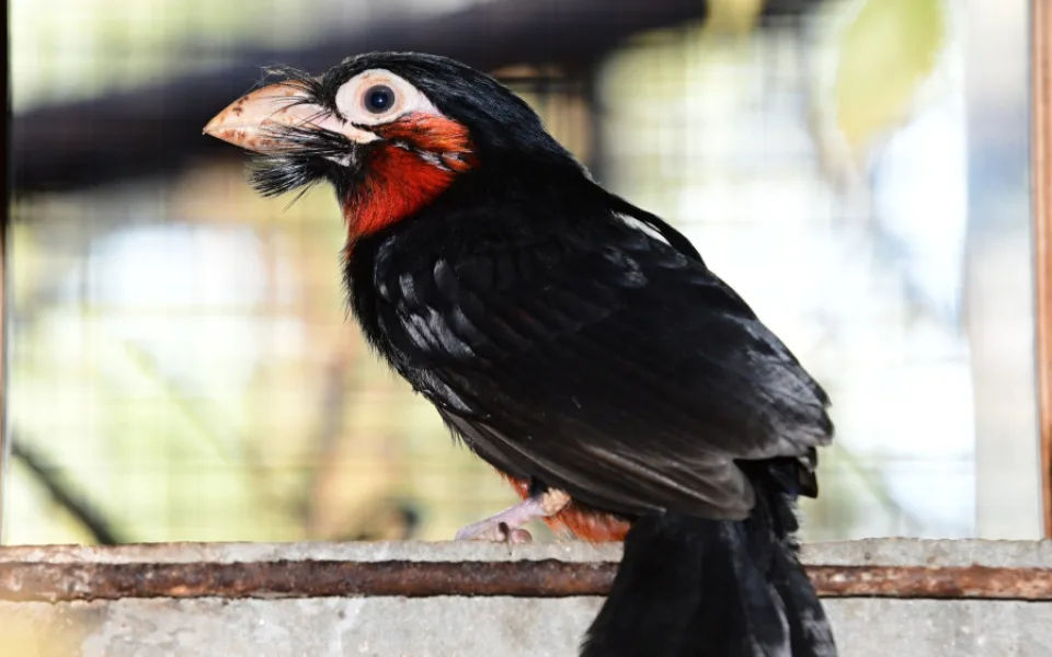 Bizarní pták z příbuzenstva datlů. Vousák přinesl olomoucké zoo ocenění v soutěži Bílý slon