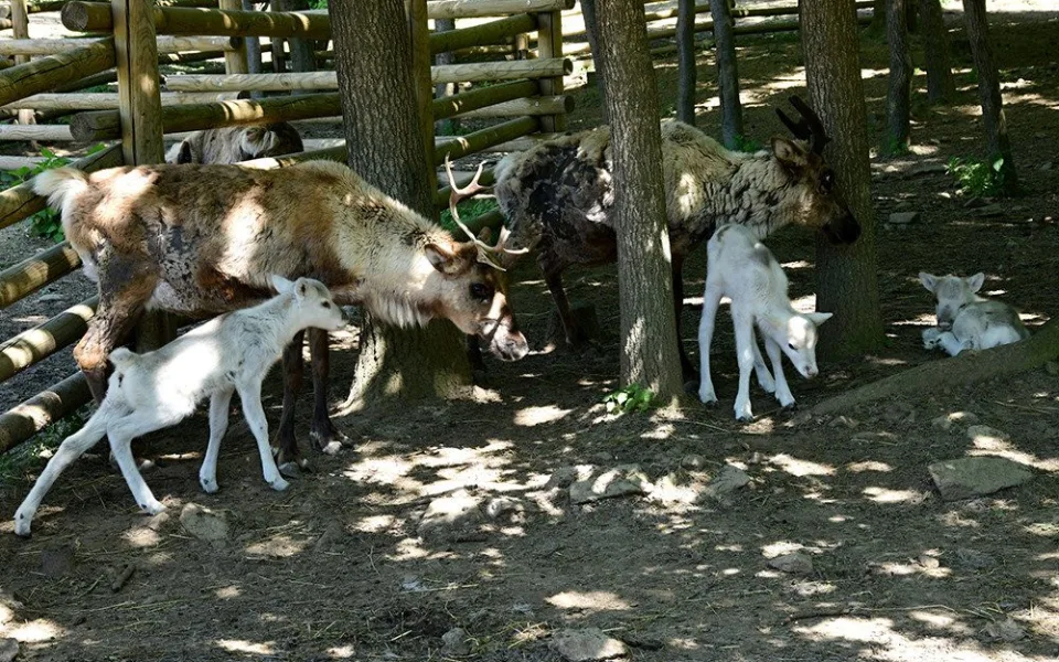Osminásobná radost u sobů. Stádo v arktickém safari Zoo Olomouc se před létem rozrostlo