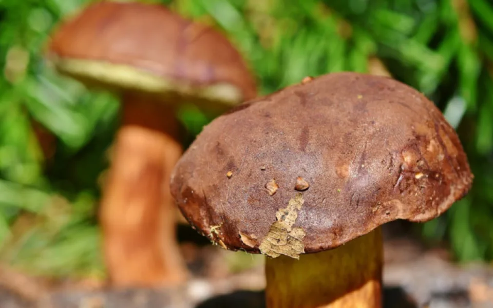 size3-size4-17170069668458-207-meteorologove-zverejnuji-mapu-ukazujici-pravdepodobny-rust-hub