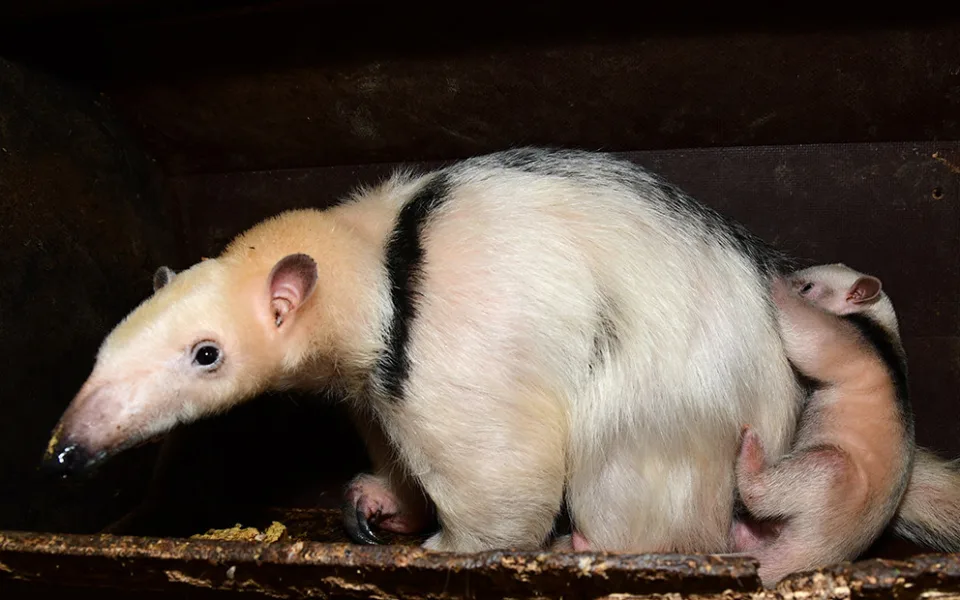 Samice mravenečníka nosí své mládě na hřbetu
