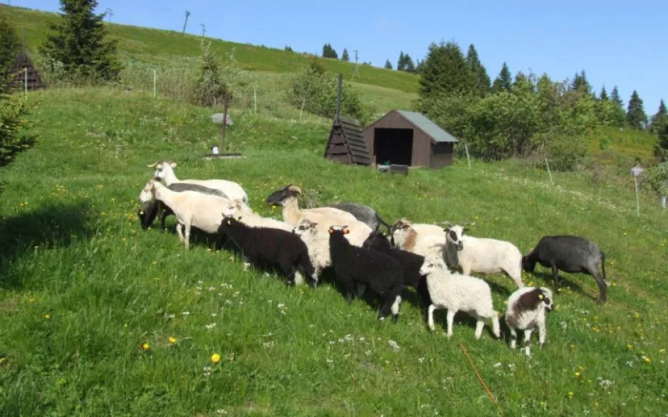 Jeseniky_pastva_ovcarna_AOPKČR-1040x520