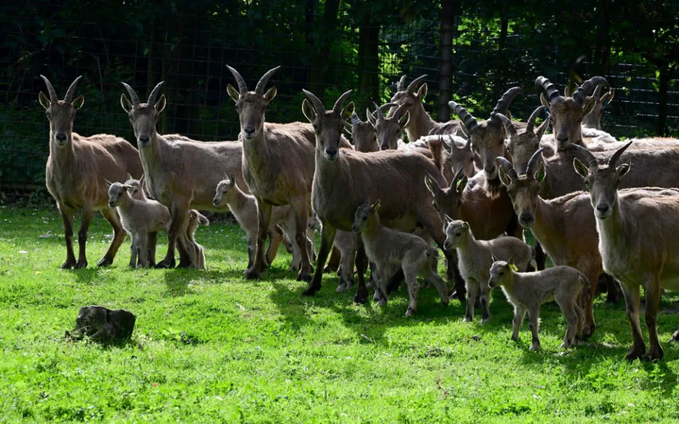 Plodné měsíce v olomoucké zoo. Nová mláďata přispívají k záchraně druhů