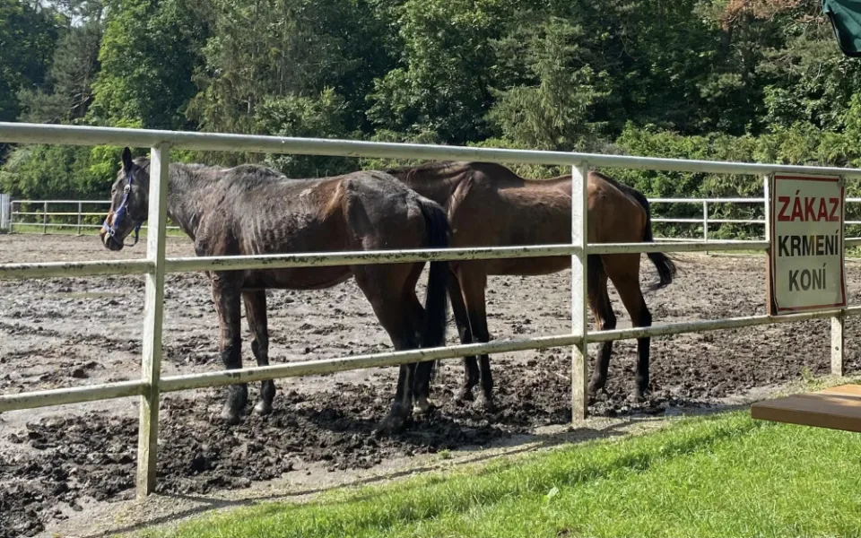Lidé se rozčilují nad stavem dvou koní ve výběhu na Hloučele. Je to stáří, uklidňují chovatelé