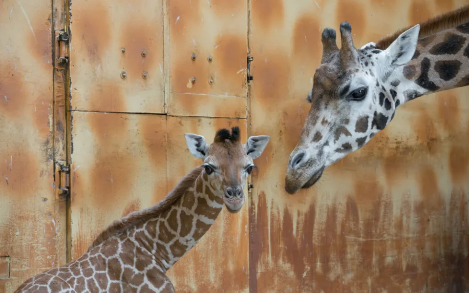 Žirafí mládě bojovalo v olomoucké zoo dva týdny o život. Samec se narodil přidušený bez sacího reflexu