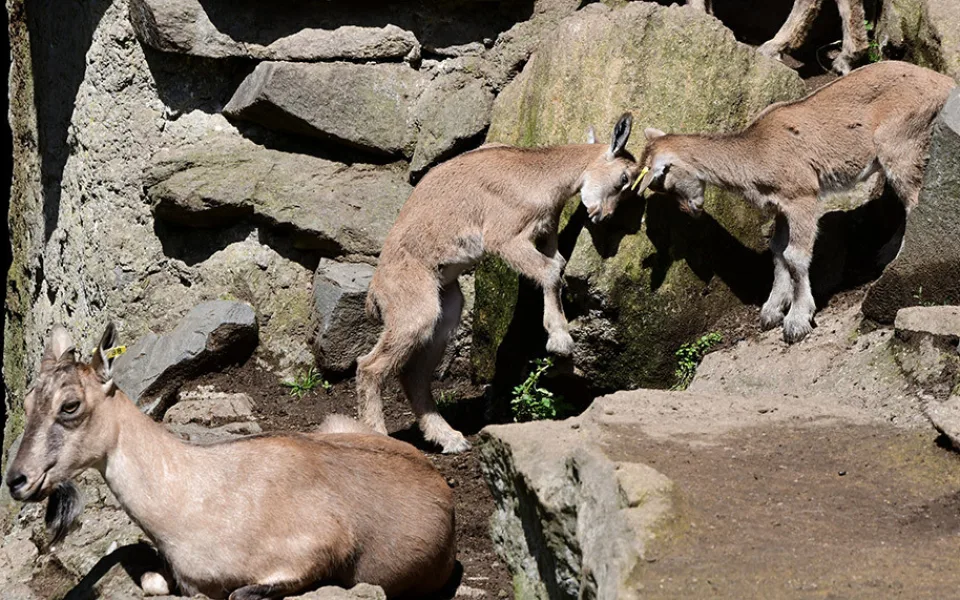 Stádo koz šrouborohých olomoucké zoologické zahrady se rozšířilo o dvanáct mláďat