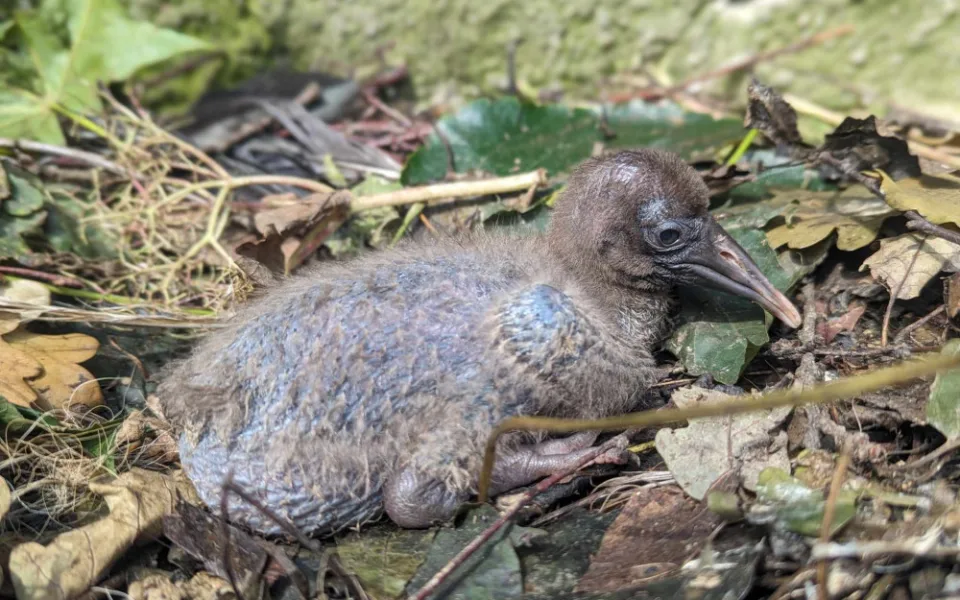 Úspěch po pěti letech. Olomoucká zoo má nové ptačí přírůstky