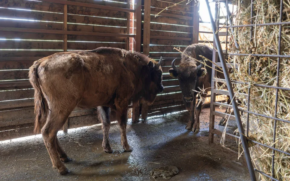 Zpět na Kavkaz. Zubřice ze Zoo Olomouc vyrazily do domoviny v Ázerbájdžánu
