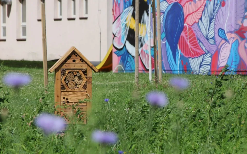 Na několika místech v Olomouci odborníci vysadili louky. Začínají kvést a hmyzí hotely se plní prvními hosty