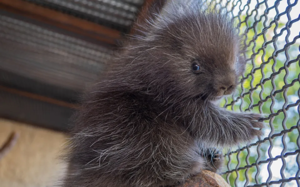 V olomoucké zoo se narodilo mládě urzona. Lidé si tohoto hlodavce často pletou s dikobrazem
