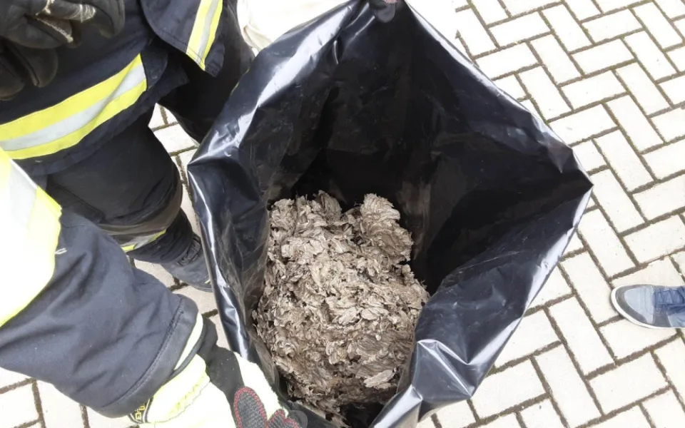 Vosy, včely a sršni útočí. Hasiči v Olomouckém kraji řeší desítky oznámení denně o agresivním bodavém hmyzuat při ohrožení