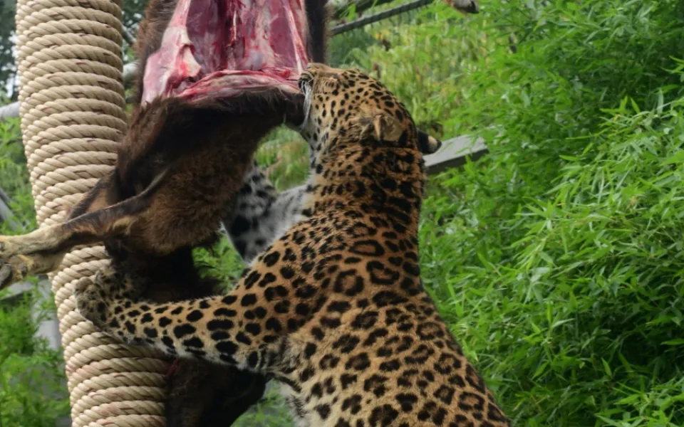 zoo