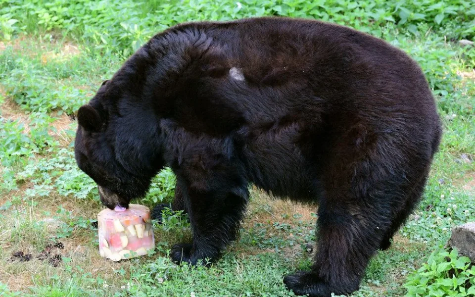 mědvědi