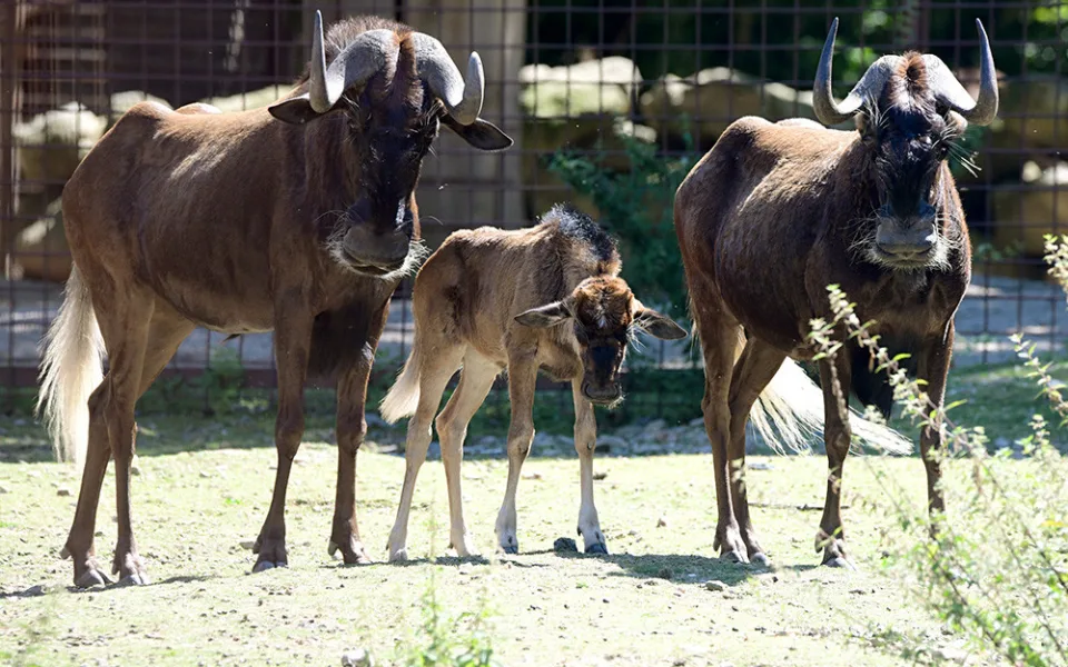 V Zoo Olomouc přišlo na svět mládě pakoně běloocasého