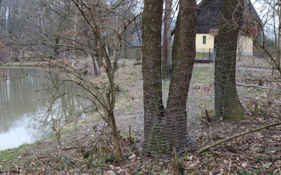 Bobr evropský pobývá v blízkosti rybníků v lokalitě přírodní památky Dolní a Prostřední Svrčov. Některé stromy tu nevratně poškodil, u jiných pomohlo oplocení.