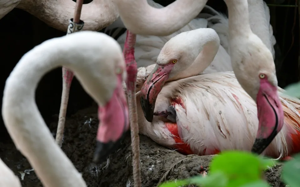 Olomoucká zoo má nové plameňáky. Mláďata se vylíhla po tříleté pauze
