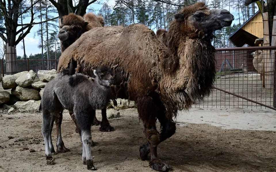 Dlouhý život velbloudice Elišky je u konce. Olomoucká zoo přikročila k eutanázii