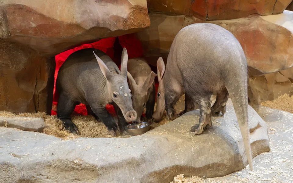 Rodina vzácných hrabáčů je opět spolu. Mládě v Zoo Olomouc přibralo při kojení skoro 25 kilogramů