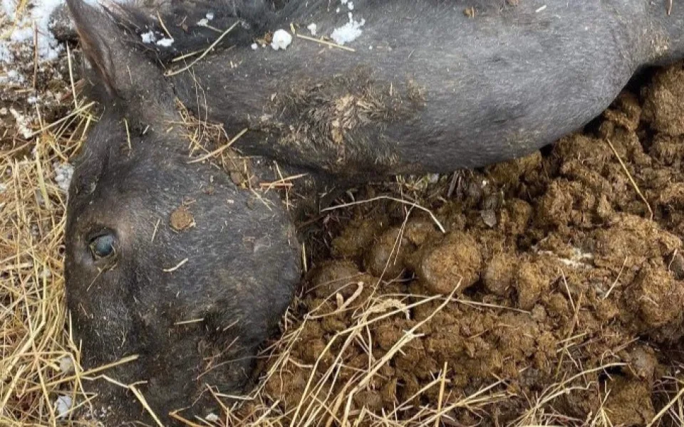 V případu týraných koní ze Šumperska padlo první obvinění. Veterina zde našla dvacítku zubožených zvířat