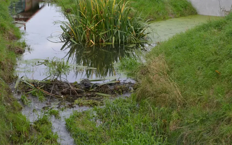 Na Nemilance vzniká nová hráz. Stojí za ní bobři