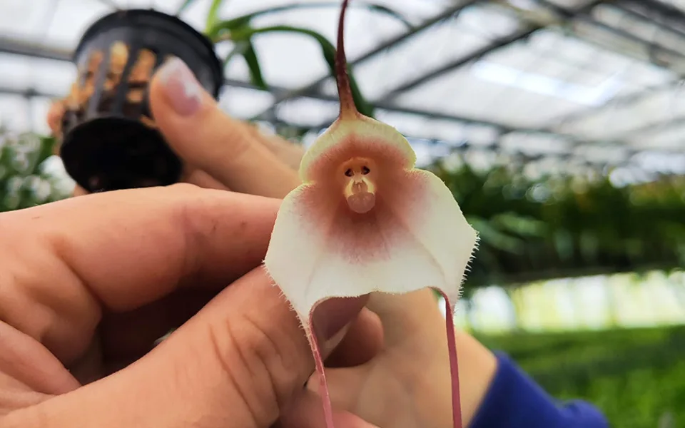 Opičí i diamantové orchideje. Sbírkové skleníky v Olomouci představí klenoty pralesa