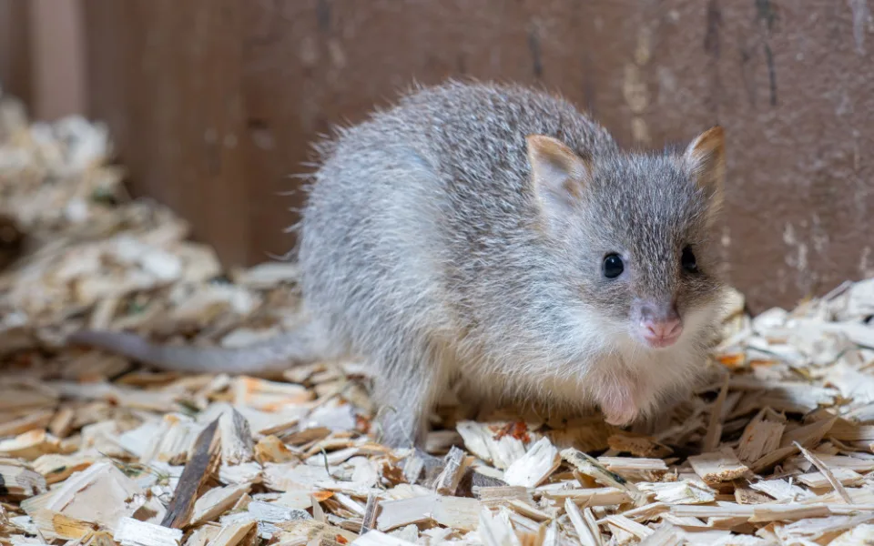 V olomoucké zoo se narodilo první mládě klokánka rudohnědého. Samička se má k světu