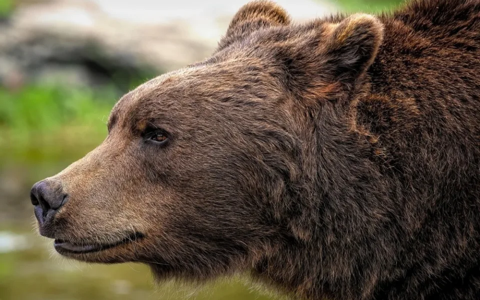 Ve Slezských Beskydech se potuluje medvěd. Není to žádný grizly ani kodiak, vzkazuje starosta Hrčavy