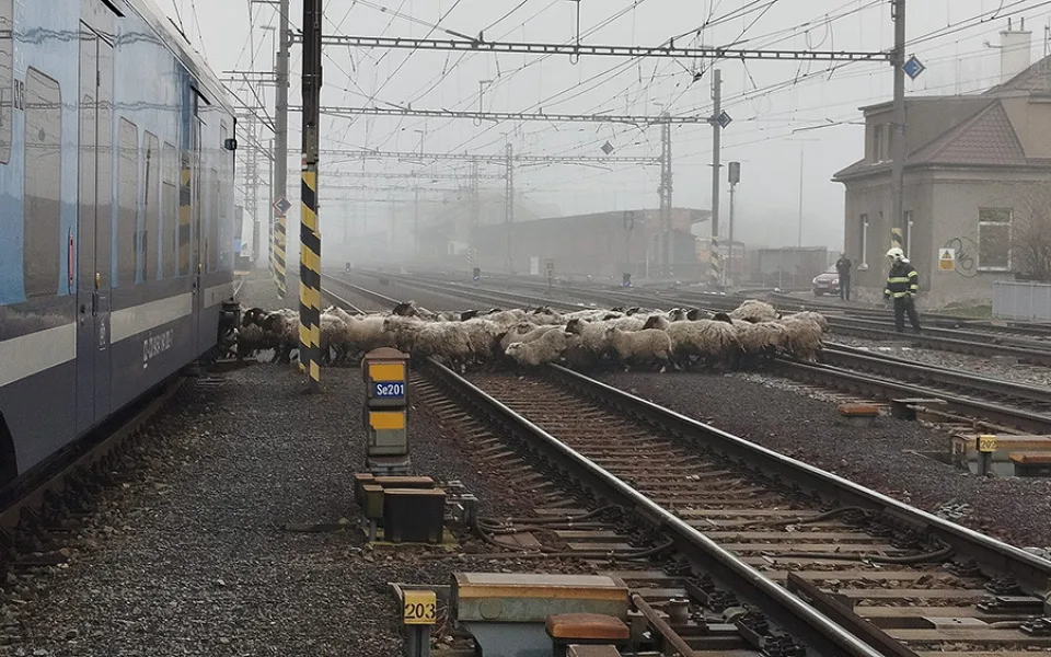 Provoz na železničním koridoru u Olomouce zastavilo stádo ovcí. Vlaky nabírají zpoždění, zasahují zde hasiči