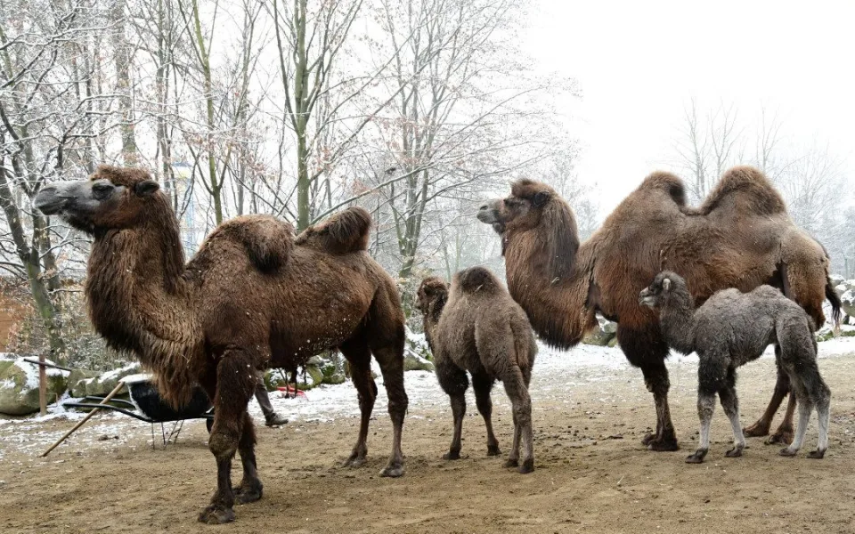 FOTOGALERIE: Zoo v zimě? Některá zvířata si nízké teploty pochvalují, výjimkou nejsou klokany nebo žirafy na sněhu