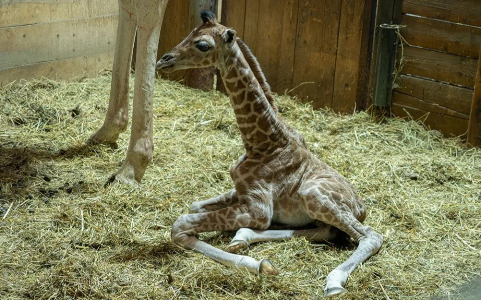 V Zoo Olomouc se rozkoukává týdenní žirafátko Nick, mládě rozšířilo desetičlenné stádo
