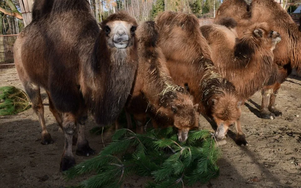 Také zvířata v olomoucké zoo měla Vánoce a dostala dárky. Pochutnala si na neprodaných stromečcích