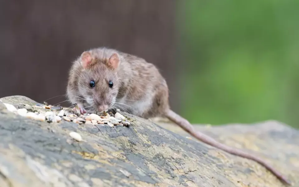 100-brown-rat-2115585