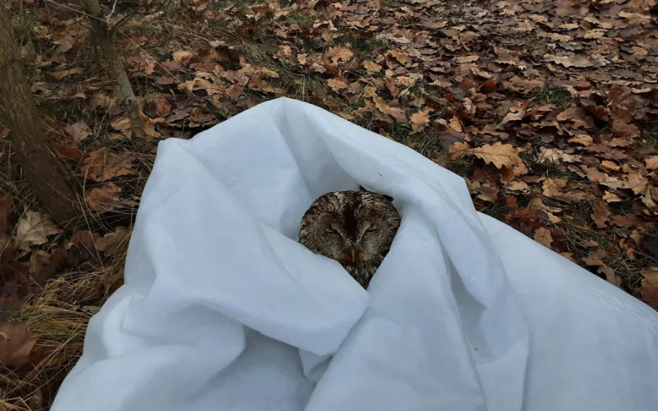 O Vánocích hasiči řešili požáry, ale zachraňovali také káně, sýčka z větrací šachty a dron ze stromu
