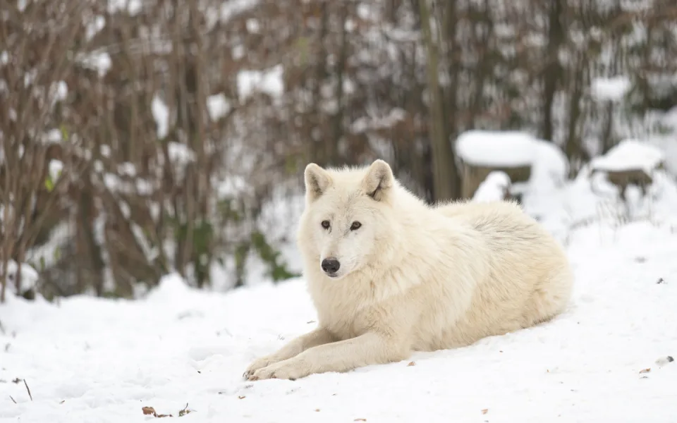 Kolik zvířat je v olomoucké zoo? Inventuru si mohou vyzkoušet i její návštěvníci