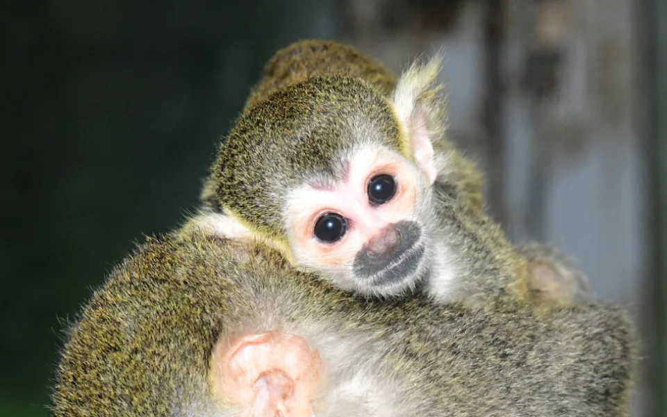 Prvním mládětem letošního roku v olomoucké zoo je opět kotul. Malá opička se zatím drží matky