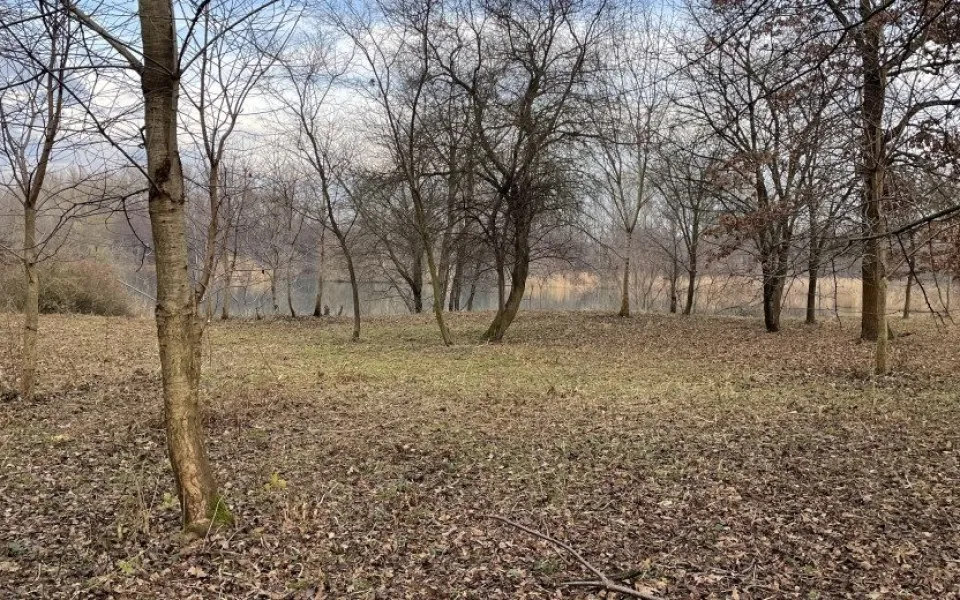 Vrátí se racci k Chomoutovskému jezeru? Pomoci můžou i ovce nebo kozy