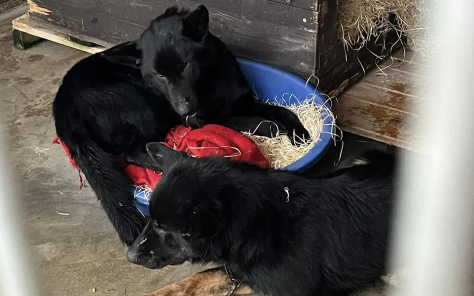 Devět trpících psů včetně štěňat skončilo v útulku v Mohelnici. Žili v garáži nebo ve vozíku od auta