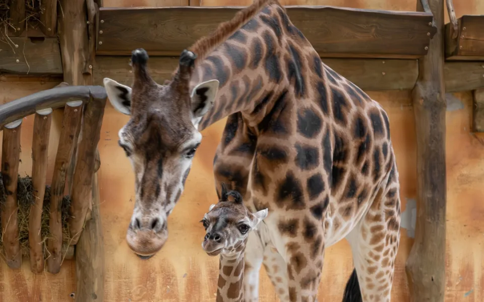 Konečně samička! V olomoucké zoo se narodilo další žirafí mládě