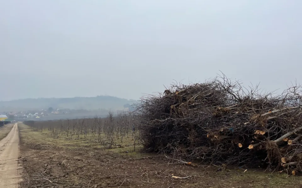 Za 340 hektarů na nulu. Koncern Úsovsko kvůli ztrátovosti ruší obrovské plochy ovocných sadů