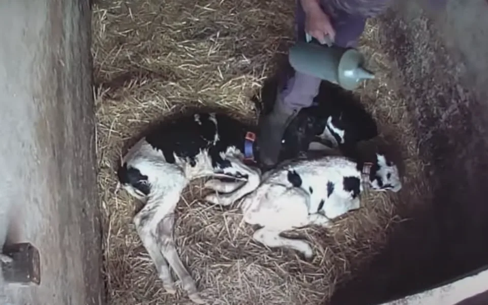 VIDEO: Kopání a bití telat do hlavy, šlapání po hlavách. To jsou záběry z kravínů mimo jiné i v Olomouckém kraji