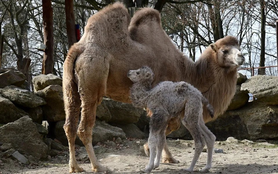 Dvojnásobná radost u velbloudů v Zoo Olomouc. Na svět přišly dvě samičky