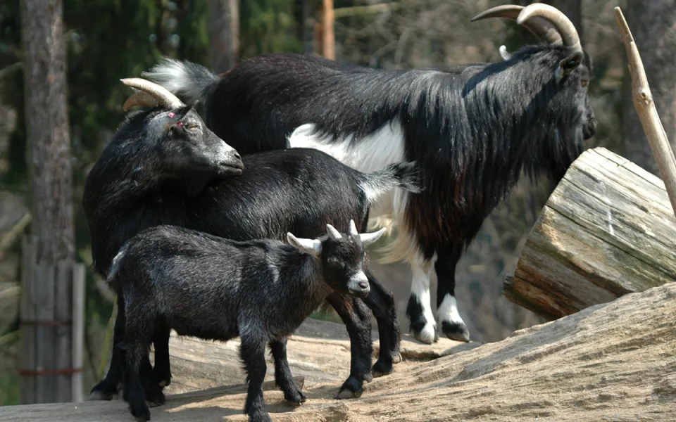 V Zoo Olomouc je zakázaný vstup do oblíbeného výběhu zakrslých koz