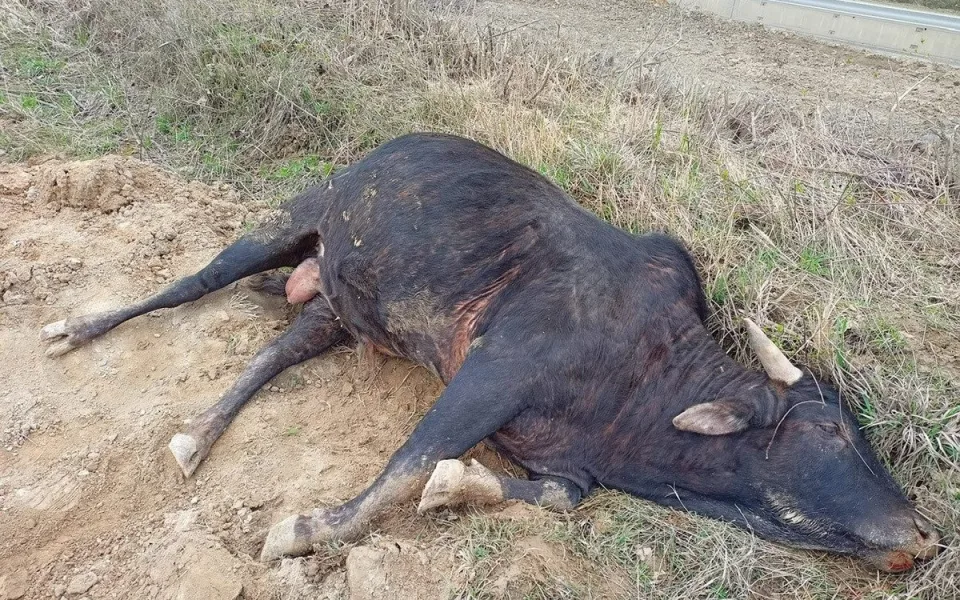 Na Přerovsku našli uhynulého býka, někdo na něm zřejmě jezdil. Veterinární správa žádá o pomoc veřejnost