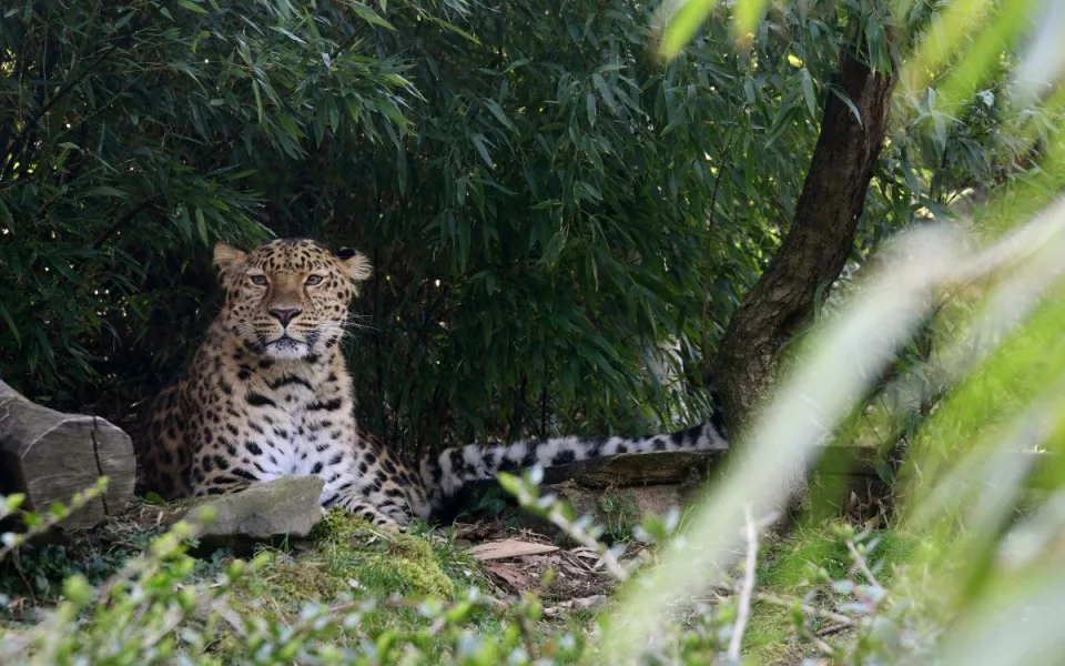 Do olomoucké zoo přijel vzácný levhart. Zahrada ho má půjčeného na oplodnění samice