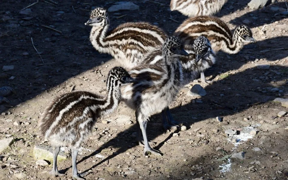 Mláďata v olomoucké zoo. Na Svatém kopečku mají 9 nových ptáků emu
