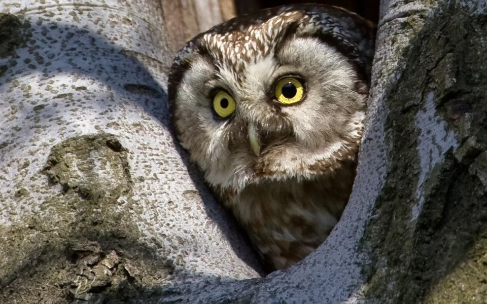V Jeseníkách žije ohrožený puštík bělavý. Potvrdil to letošní monitoring