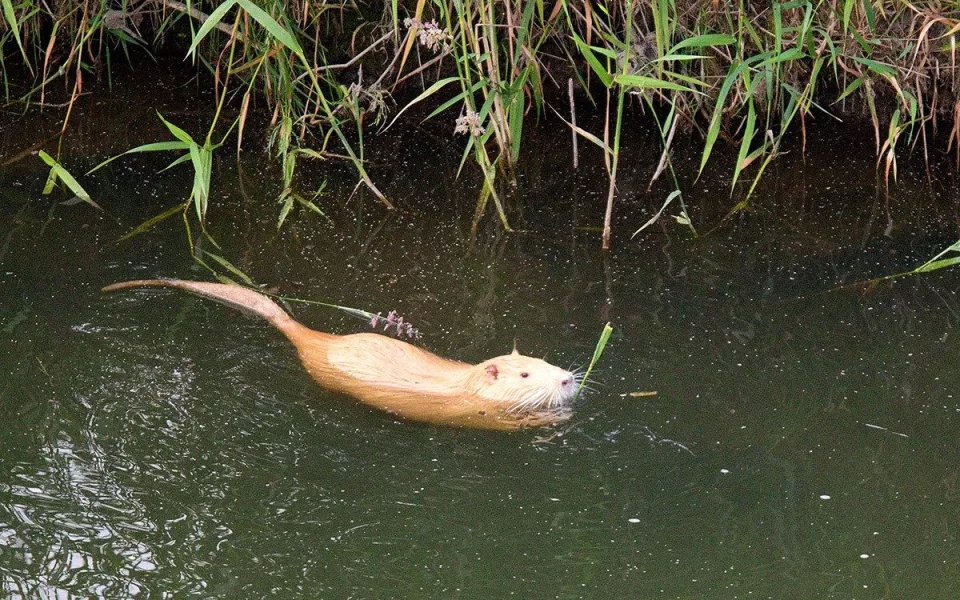 Přemnožené nutrie v Olomouci: město řeší možnost odchytu a odrazuje od krmení