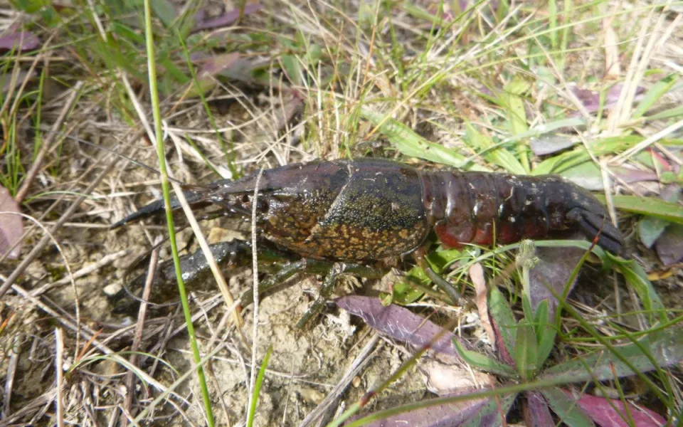 Nepříjemný nález v Litovelském Pomoraví. Ochranáři zachytili invazní druh raka