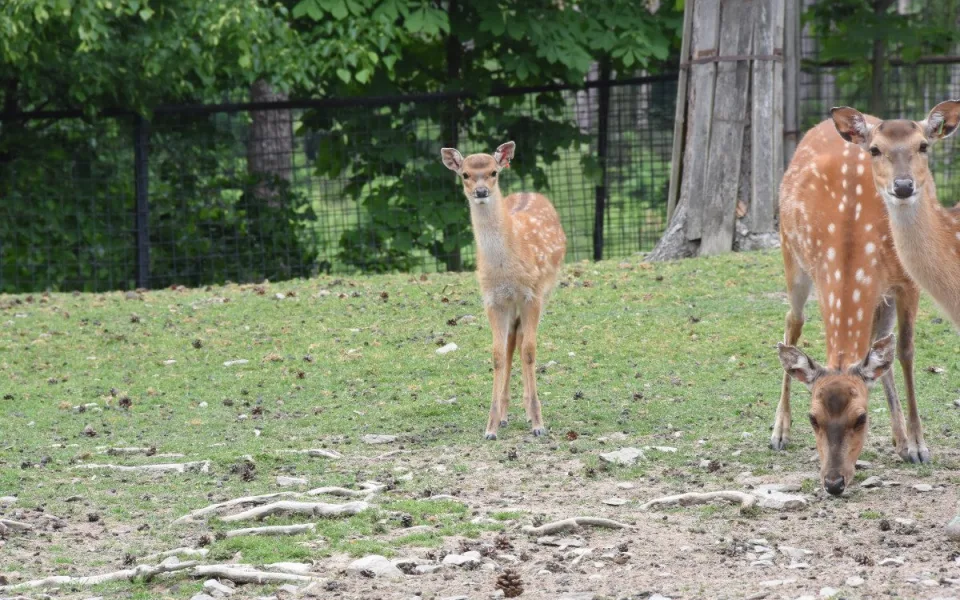 Jedno z největších stád v Evropě. Olomoucká zoo se pyšní vzácnými jeleny