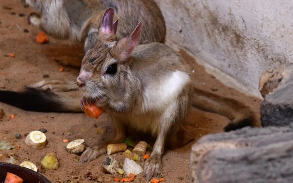 Fluoreskující srst a klokaní skoky. Zoo Olomouc získala prvního noháče kapského