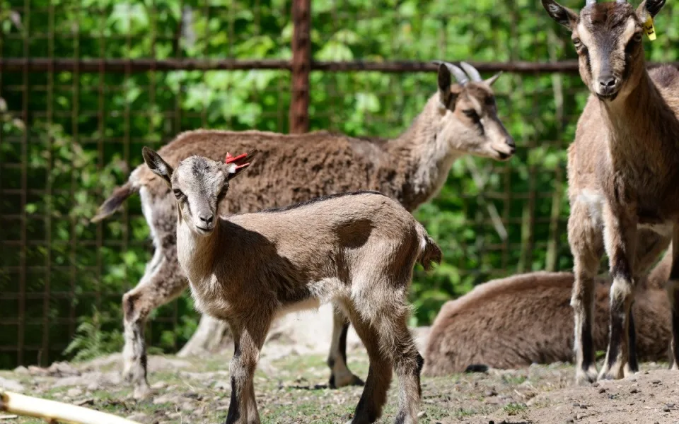 Olomoucká zoo má největší stádo kozy krétské v Evropě. Letos se zde narodilo šest mláďat